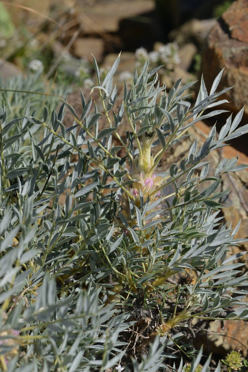 Astragalus compactus photo 2