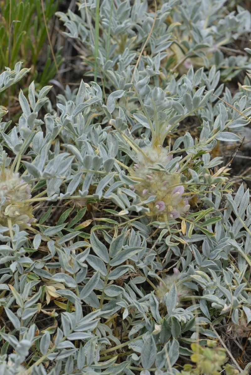 Astragalus compactus photo 3