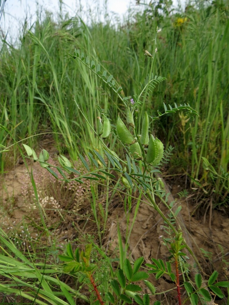 Astragalus compositus