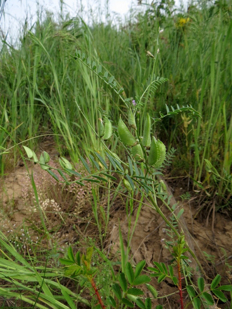 Astragalus compositus photo 3