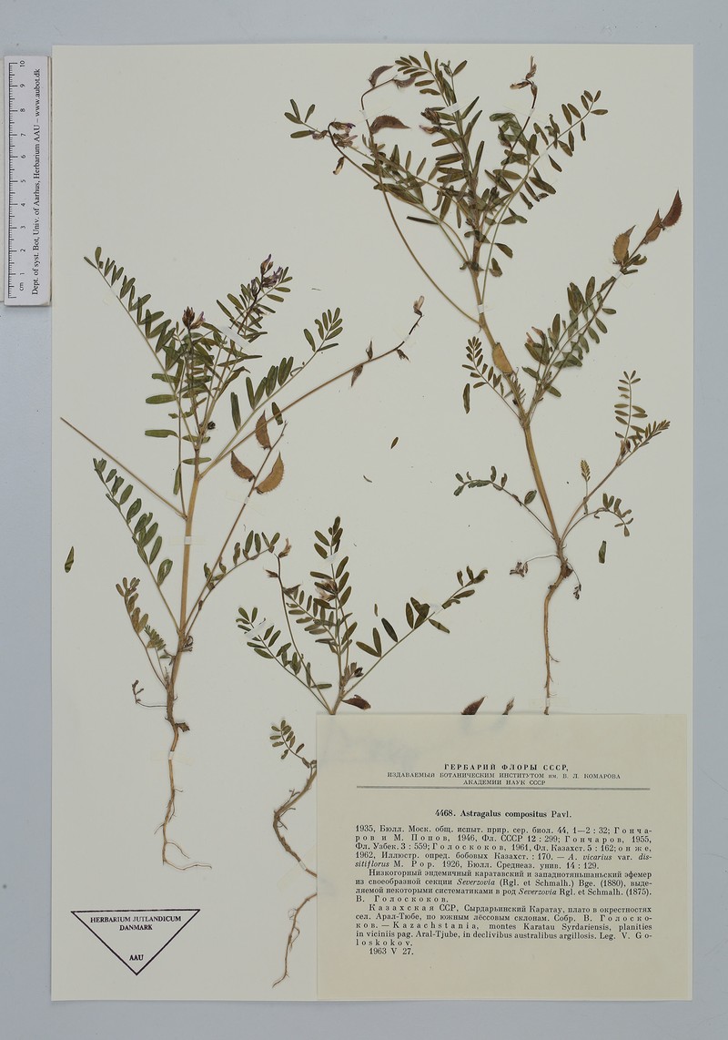 Astragalus compositus