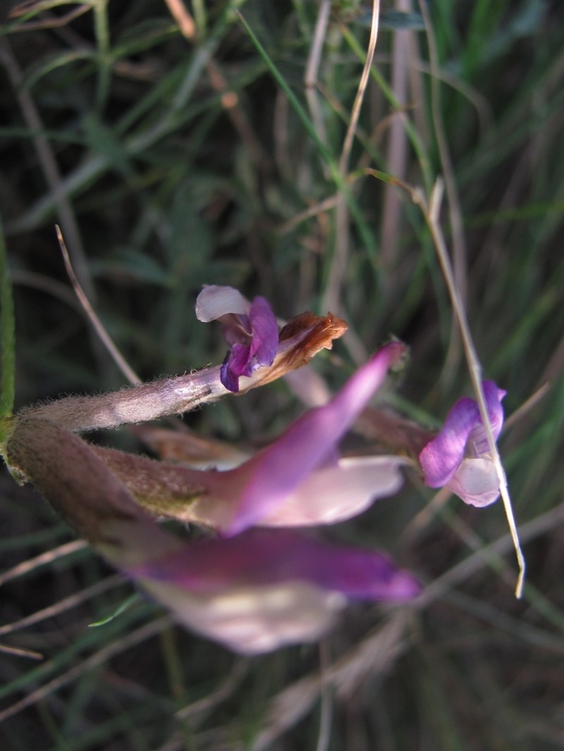 Astragalus compressus
