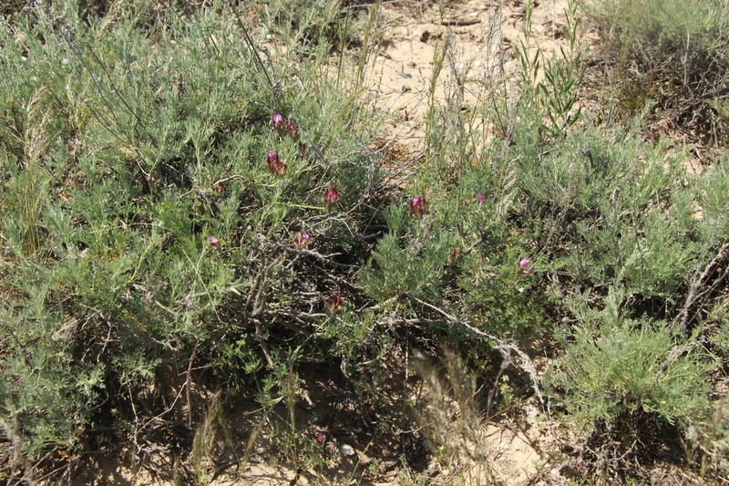 Astragalus compressus photo 3