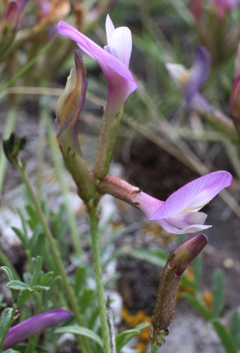 Astragalus compressus photo 4