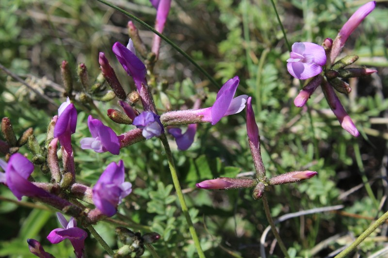 Astragalus compressus photo 5