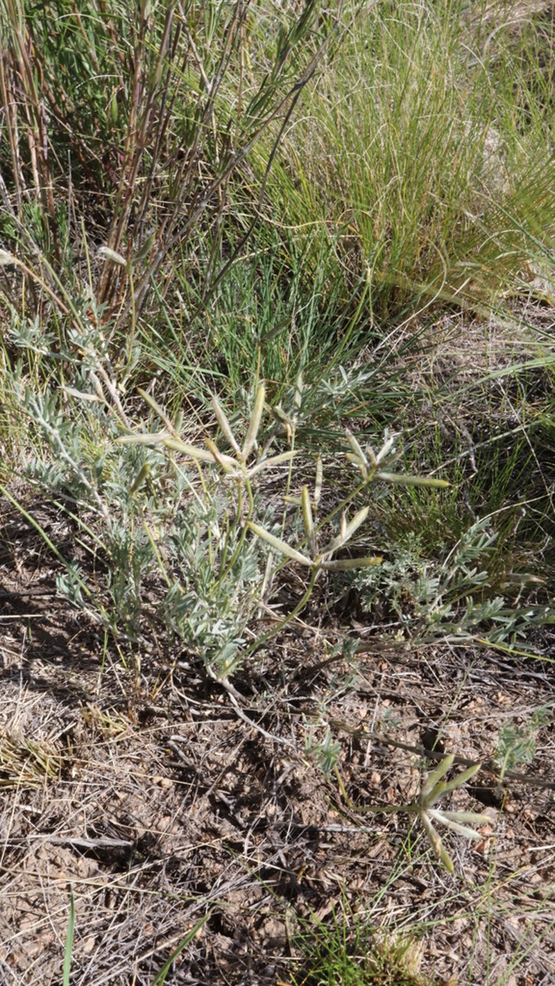 Astragalus compressus photo 6