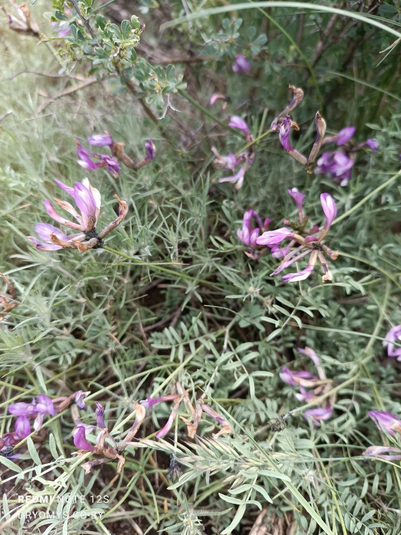Astragalus compressus photo 8