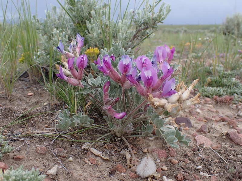 Astragalus concinnus