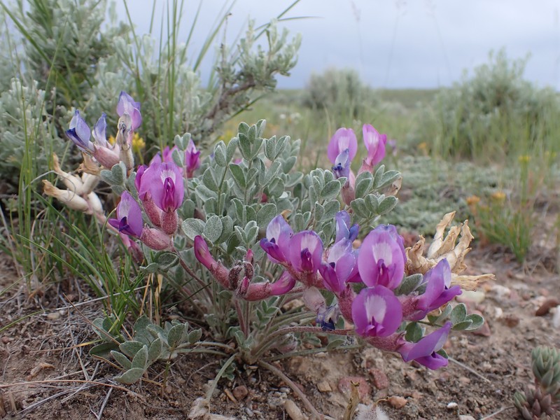 Astragalus concinnus photo 2