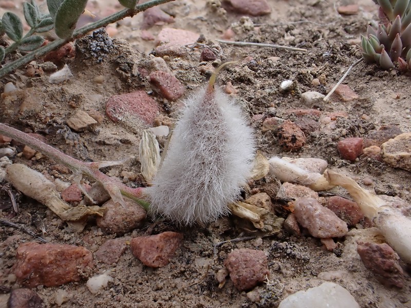 Astragalus concinnus photo 3