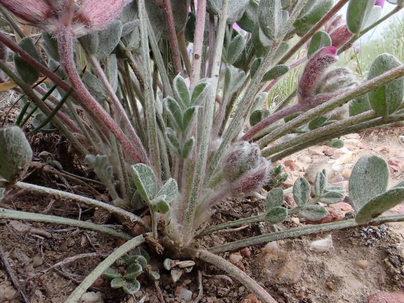 Astragalus concinnus photo 4