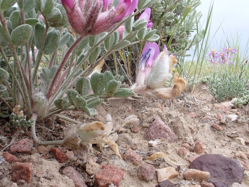 Astragalus concinnus photo 5