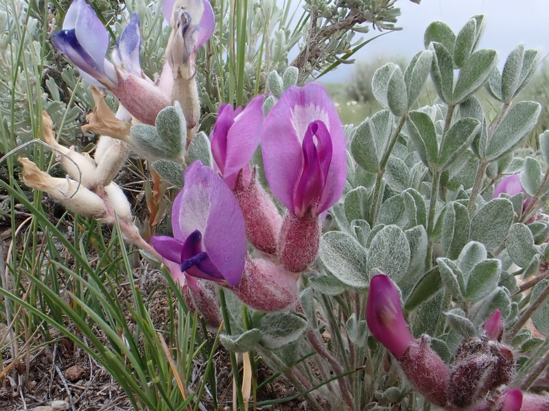 Astragalus concinnus photo 6