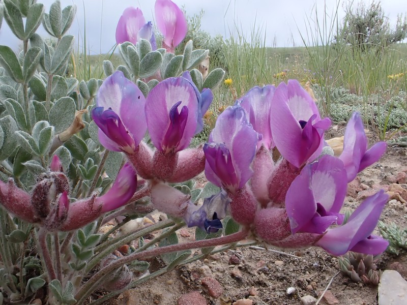 Astragalus concinnus photo 7