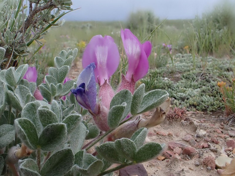 Astragalus concinnus photo 8