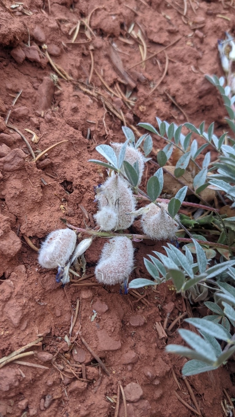 Hairy-Pod Milkvetch