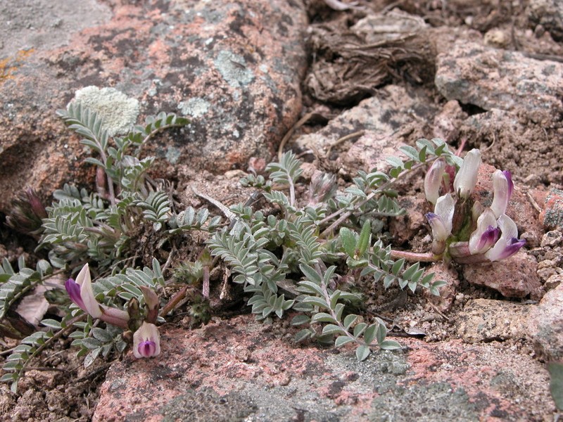Hairy-Pod Milkvetch photo 2