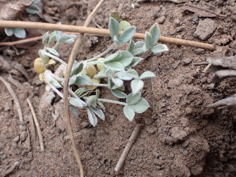 Hairy-Pod Milkvetch photo 3