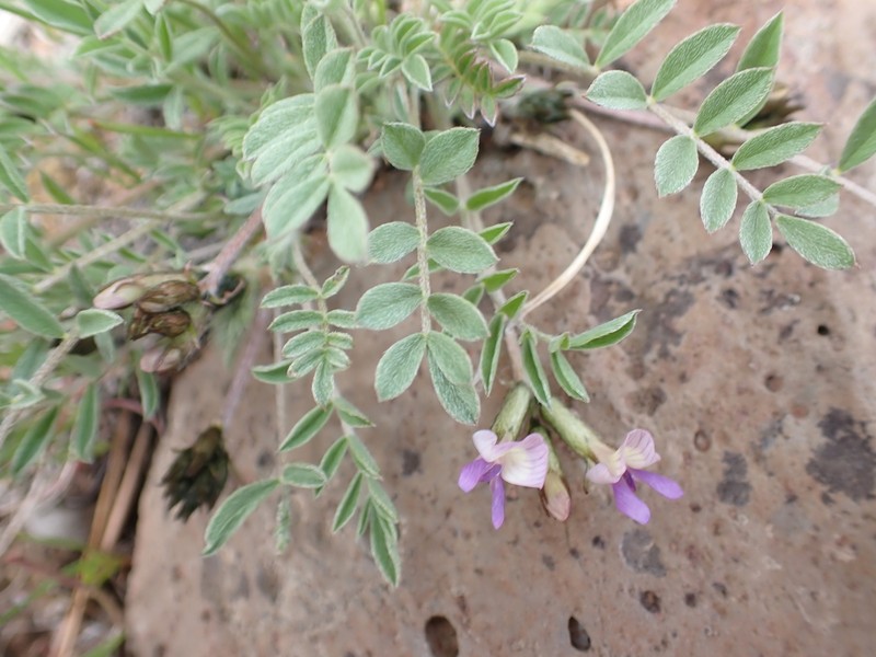 Hairy-Pod Milkvetch photo 5