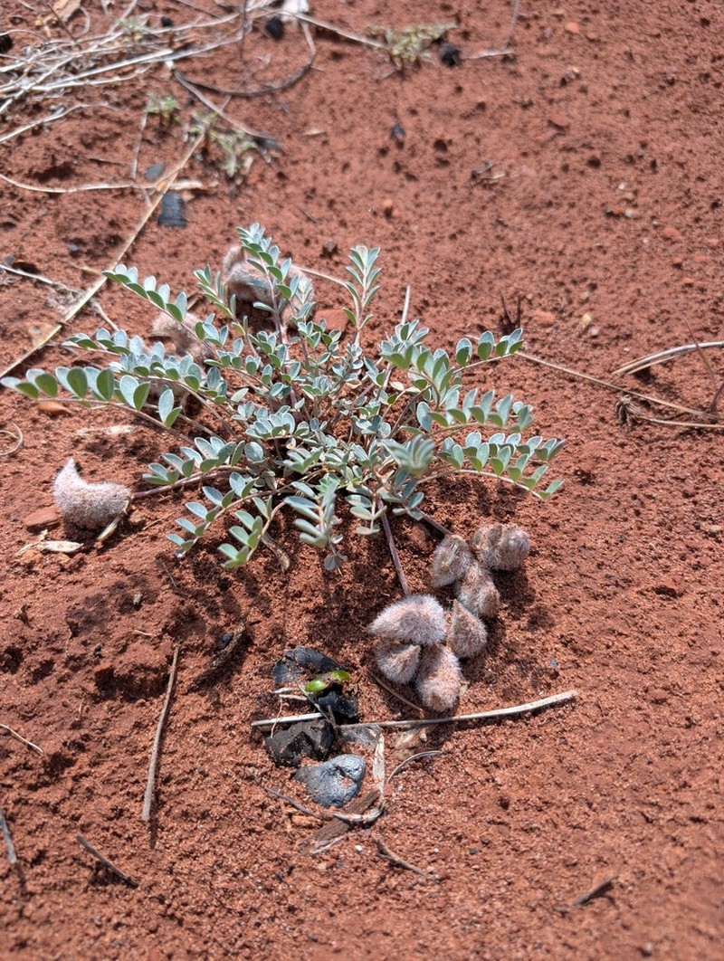 Hairy-Pod Milkvetch photo 6
