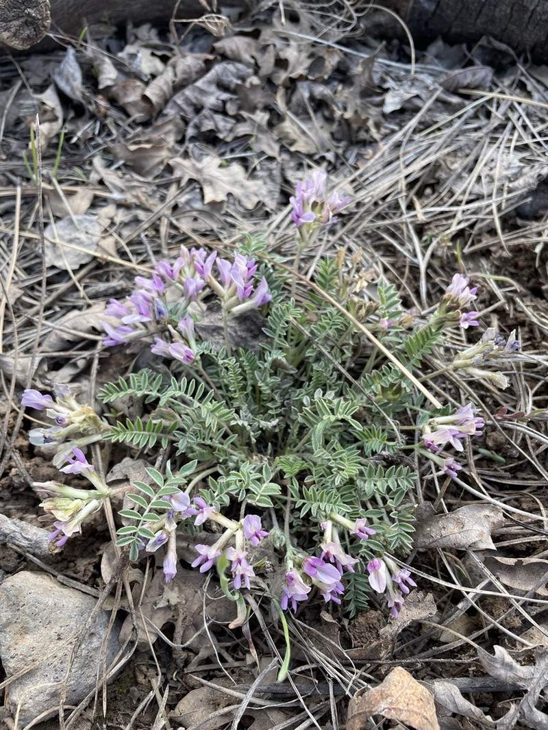 Hairy-Pod Milkvetch photo 7