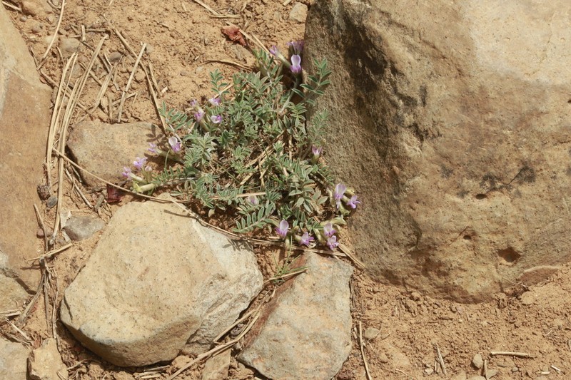 Hairy-Pod Milkvetch photo 8