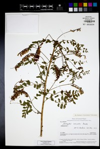 Astragalus concretus