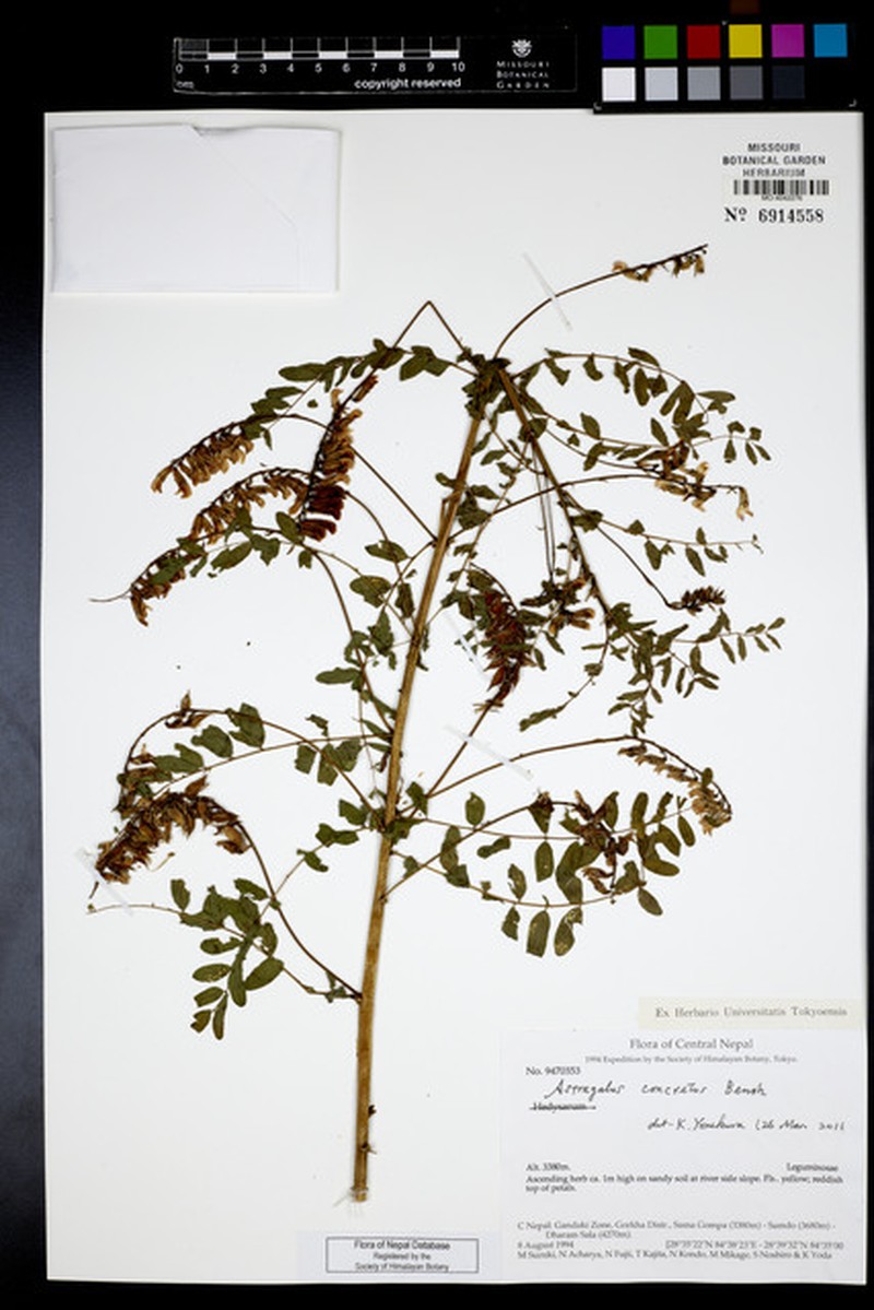Astragalus concretus