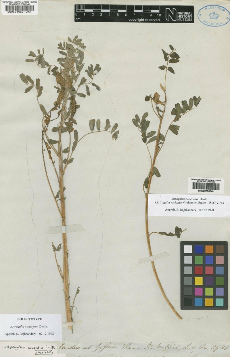Astragalus concretus photo 4