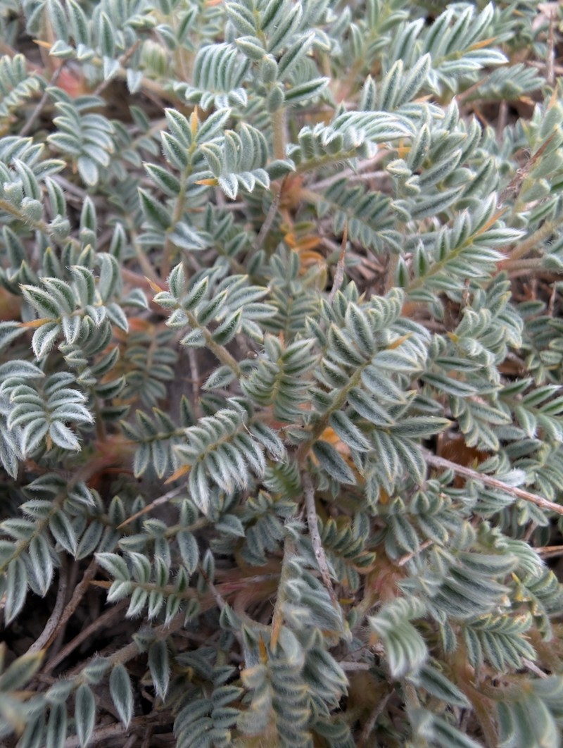 Astragalus condensatus photo 3