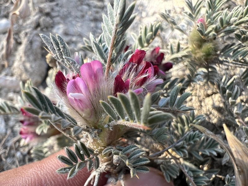 Astragalus condensatus photo 4