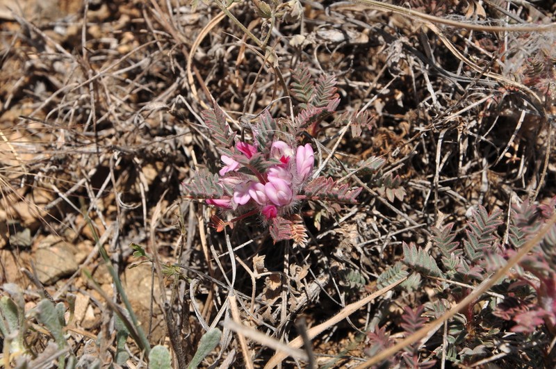 Astragalus condensatus photo 5