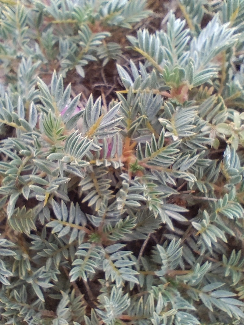 Astragalus condensatus photo 6