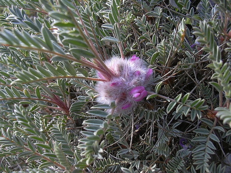 Astragalus condensatus photo 7