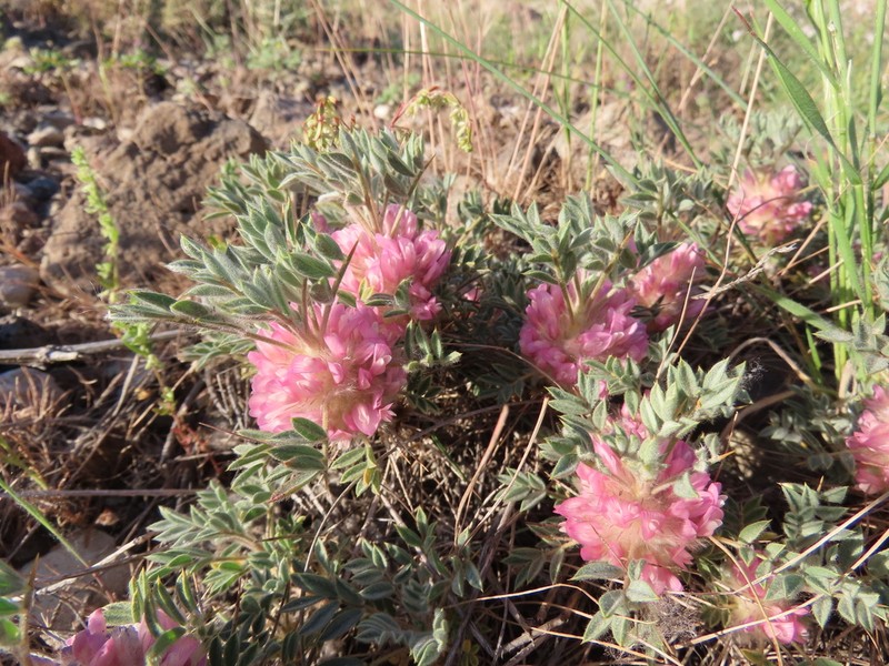 Astragalus condensatus photo 8