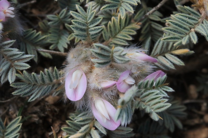 Astragalus condensatus