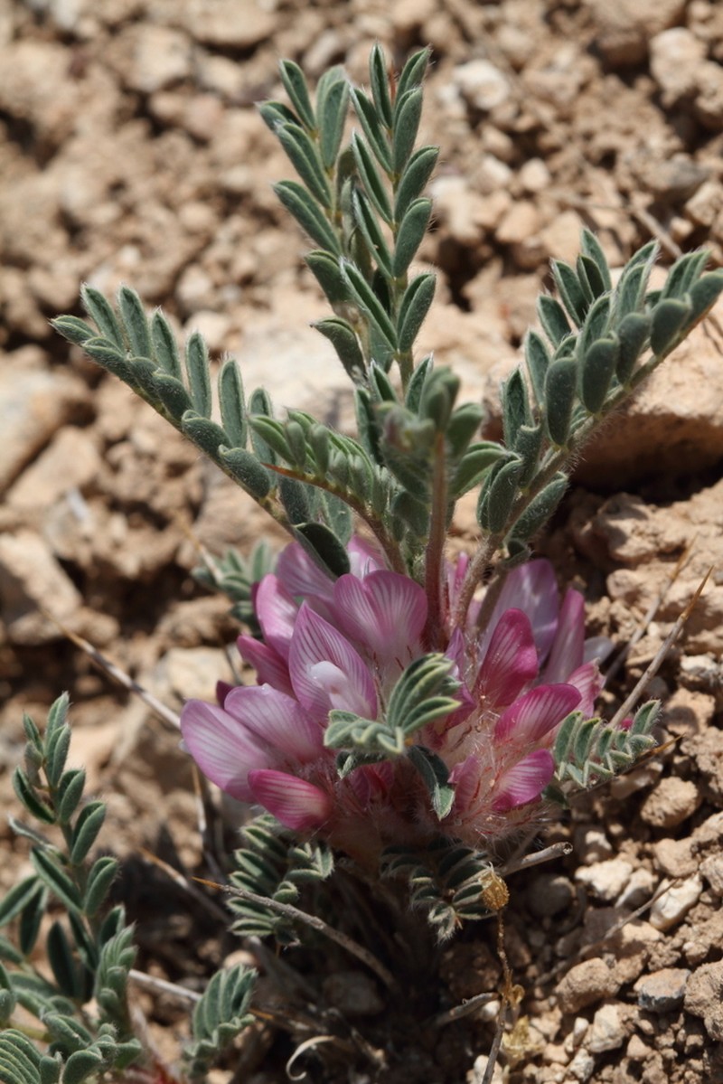Astragalus condensatus photo 2