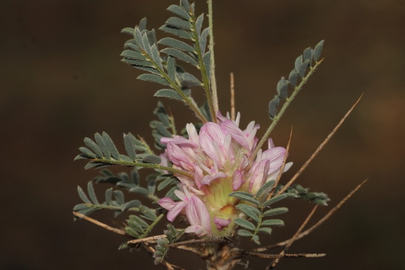 Astragalus condensatus photo 3