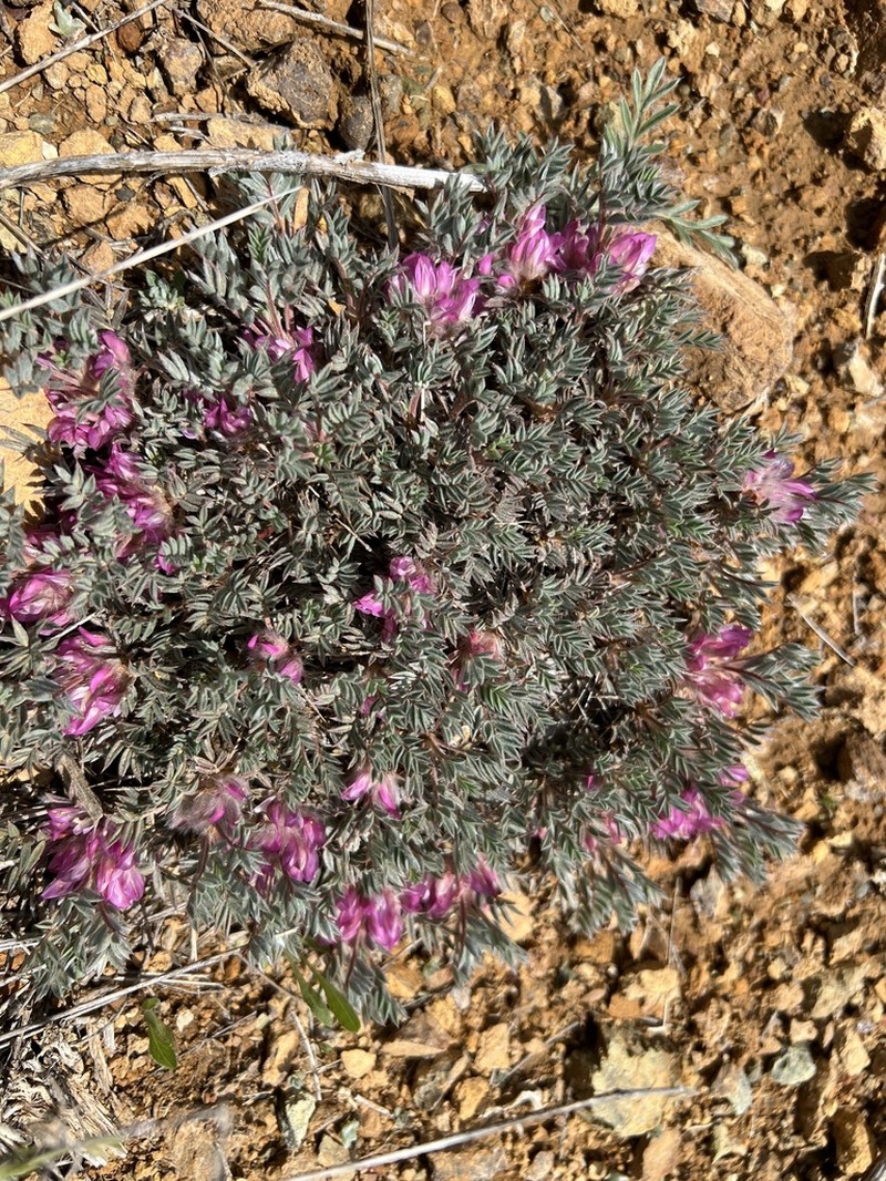 Astragalus condensatus photo 4