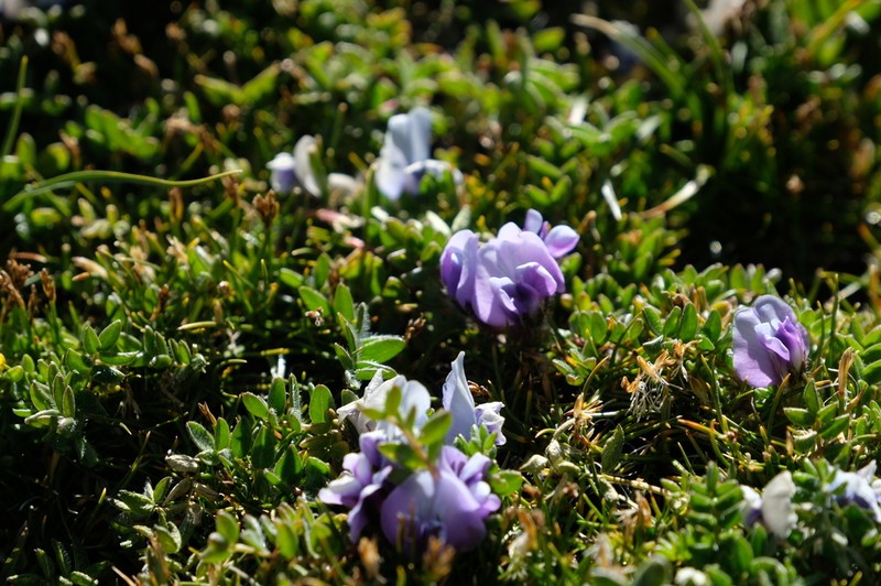 Astragalus confertus