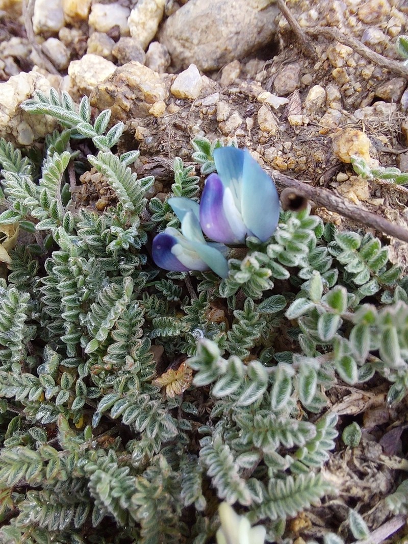 Astragalus confertus photo 2