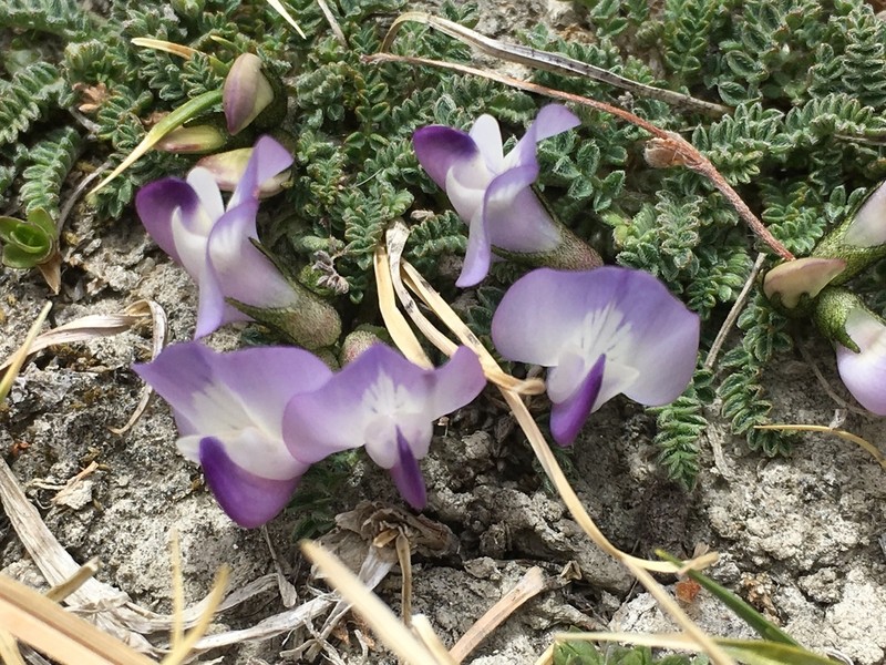 Astragalus confertus photo 3