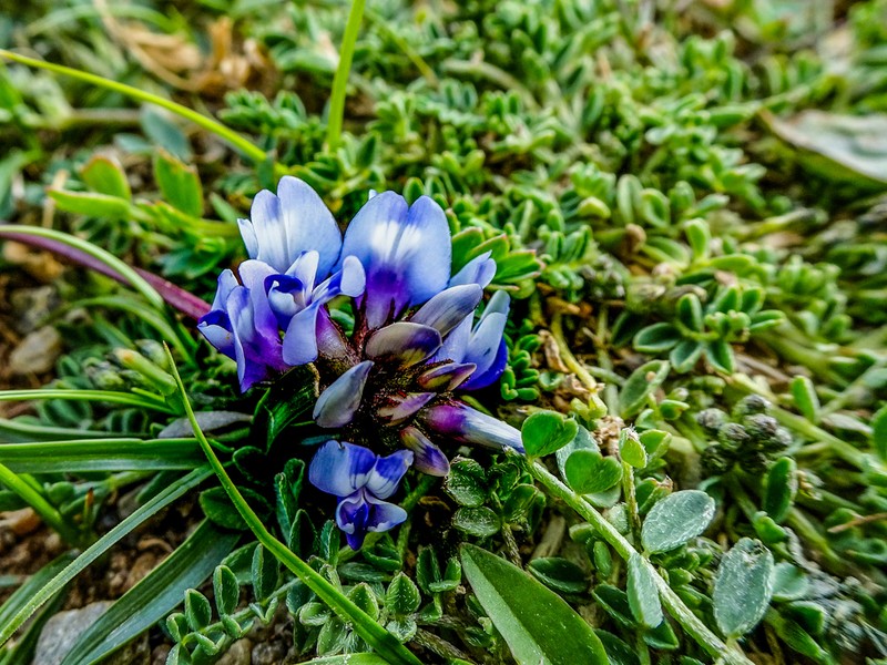 Astragalus confertus photo 4