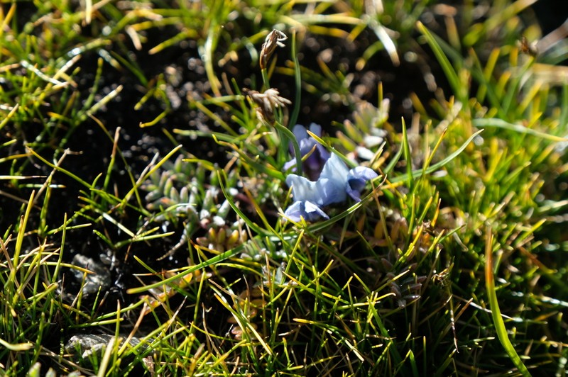 Astragalus confertus photo 5