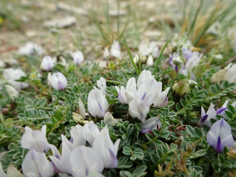 Astragalus confertus photo 6