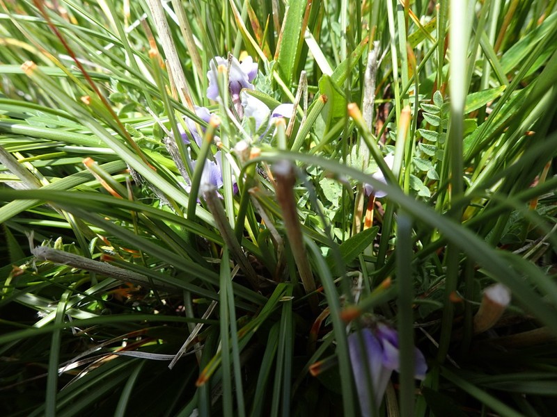 Astragalus confertus photo 7