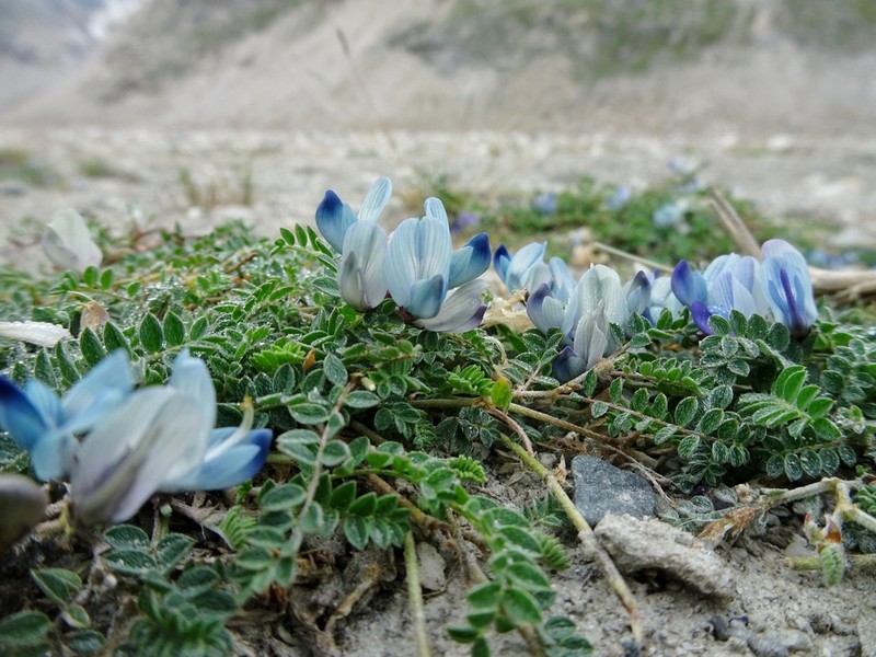 Astragalus confertus photo 8