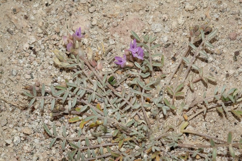 Astragalus confinis