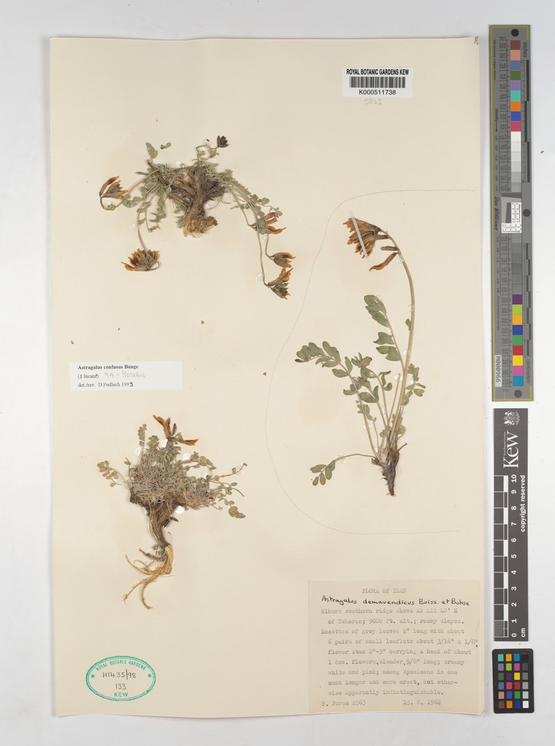 Astragalus confusus