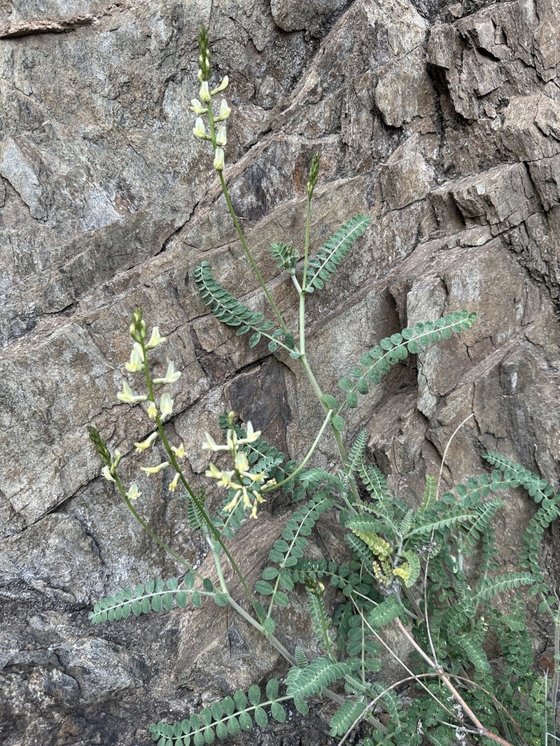 Congdon's Milkvetch photo 3